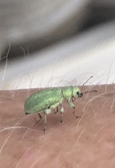 Pachyrhinus lethierryi
