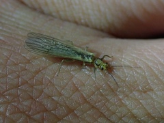 Chloroperlidae