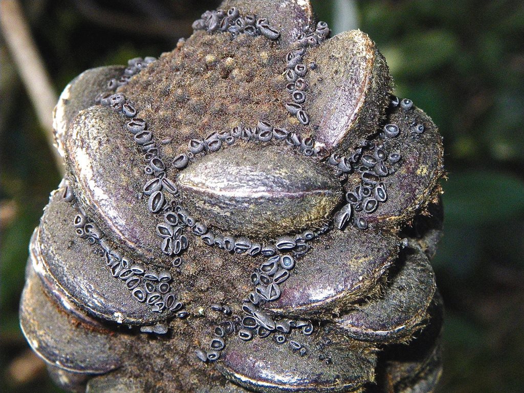 Banksiamyces maccannii
