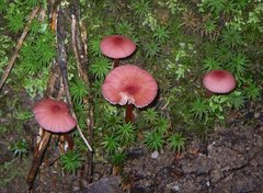 Entoloma austroroseum