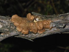 Hypocreopsis amplectens