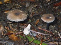 Entoloma transmutans