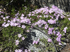 Phlox diffusa