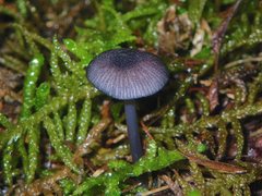 Entoloma transmutans