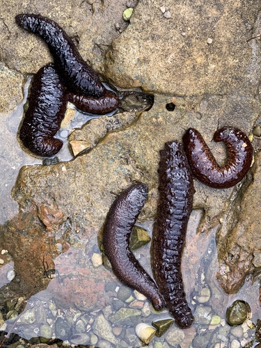 Morski krastavci (Holothuroidea)