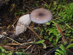 Entoloma transmutans