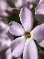 Phlox diffusa