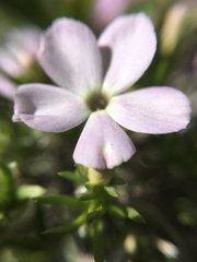 Phlox diffusa