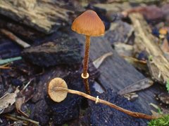 Conocybe filaris