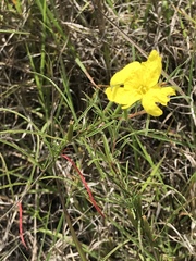 Calylophus