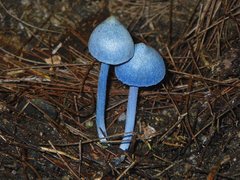 Entoloma virescens