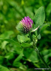 Trifolium pratense
