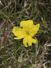 Calylophus
