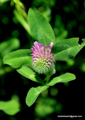 Trifolium pratense