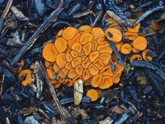 Anthracobia muelleri