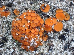 Anthracobia muelleri