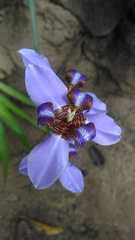 Trimezia coerulea