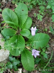Campanula komarovii