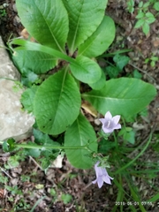 Campanula komarovii