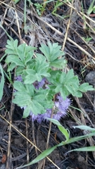 Hydrophyllum capitatum