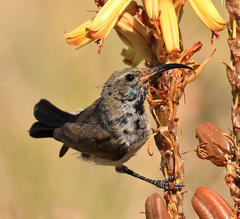 White-Bellied Sunbird photo 4