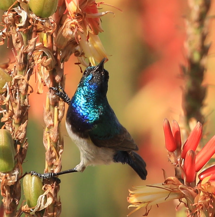 White-bellied Sunbird illustration