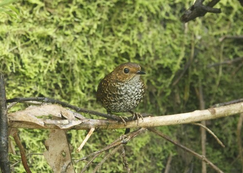 Pygmy Cupwing (Pnoepyga pusilla), photo 9