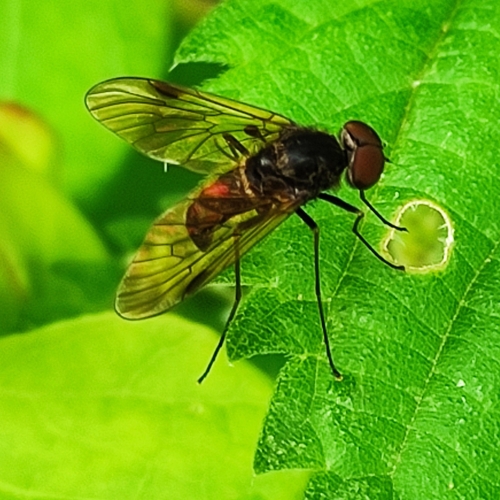 Black Snipefly, 6718 Ede, Nederland, photo 8 of 10