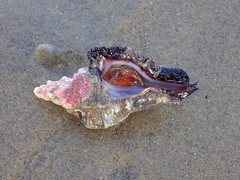 Pterochelus triformis