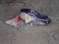 Pterochelus triformis