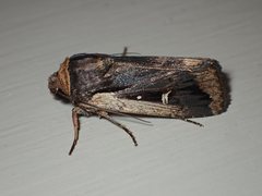 Proteuxoa tortisigna