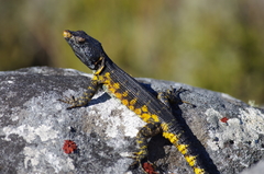 Pseudocordylus microlepidotus microlepidotus