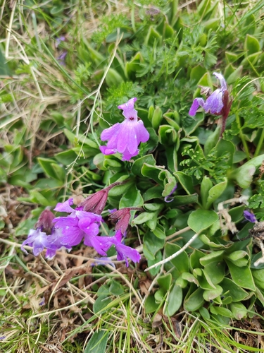 Image of Primula integrifolia by (c) Valentin Moser, some rights reserved (CC BY)