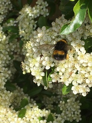 Bombus terrestris