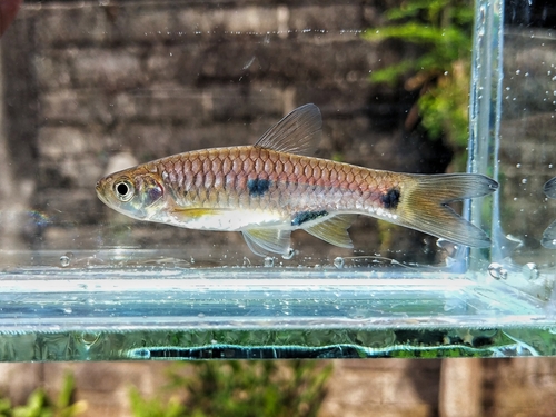 Elegant rasbora (Rasbora elegans) — Cyprinidae — 3