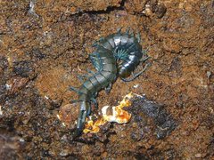 Cormocephalus esulcatus