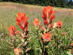 Castilleja miniata dixonii