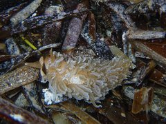 Spurilla braziliana