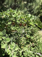 Ribes roezlii roezlii