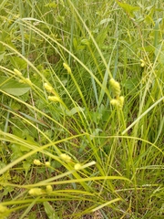 Carex granularis