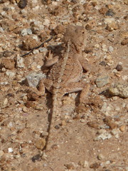 Agama armata