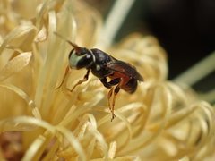 Hylaeus littleri