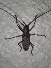 Monochamus titillator