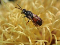 Hylaeus littleri