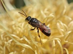 Hylaeus littleri
