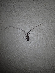 Monochamus titillator