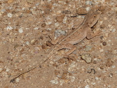 Agama armata