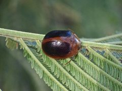 Dicranosterna immaculata