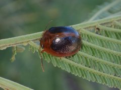 Dicranosterna immaculata