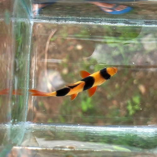 Clown loach (Chromobotia macracanthus) — Botiidae